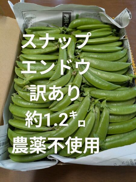 スナップエンドウ 訳あり 約1.2㌔ 農薬不使用