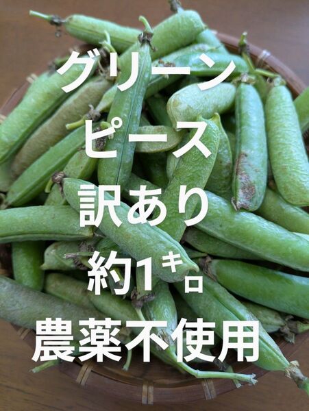 グリーンピース 訳あり 鞘付き 約1㌔ 農薬不使用