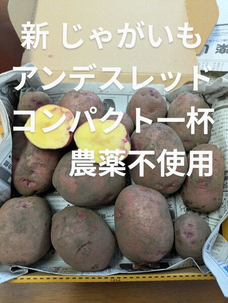 新 じゃがいも アンデスレッド コンパクト一杯 農薬不使用