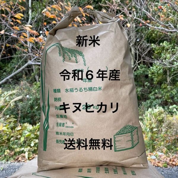 令和6年度 兵庫県産 キヌヒカリ 白米 20kg