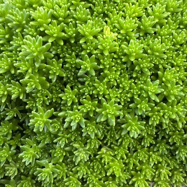 多肉植物 カット苗 モリムラマンネングサ セダム グランドカバー 群生