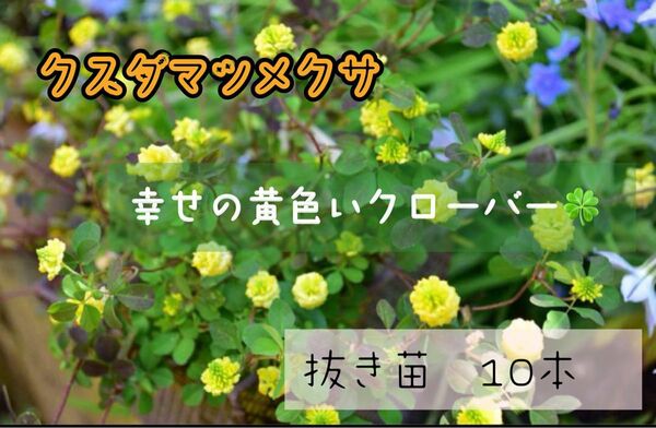 ラッキークローバー クスダマツメクサ 抜き苗 10本 根付き