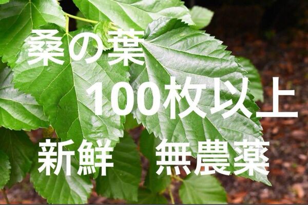 桑の葉 山桑 100枚以上 新鮮 無農薬 小動物のおやつ