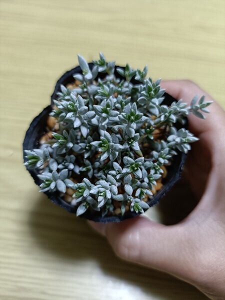 多肉植物☆パンクチュラータ抜き苗☆
