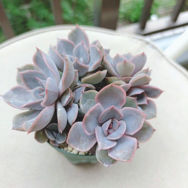 多肉植物エケベリア フィオナ4苗