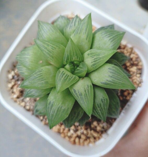 多肉植物 ハオルチア レツーサ 抜き苗