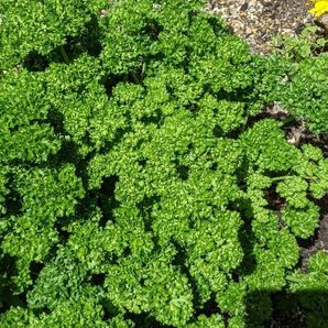 パセリ 無農薬栽培 60g以上
