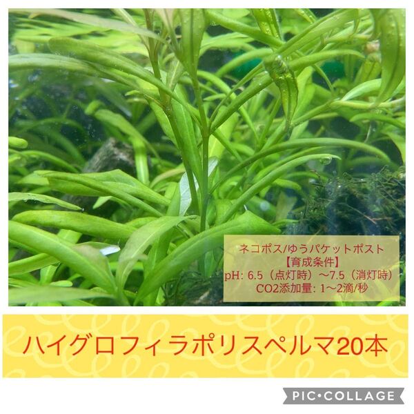 ハイグロフィラポリスペルマ水中葉20本(250522)