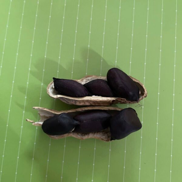 黒落花生の種 野菜の種