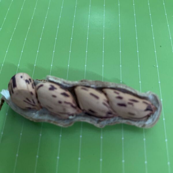 しま落花生の種 野菜の種