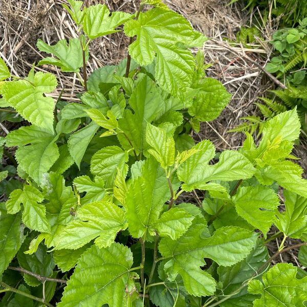 桑の葉 野菜 お茶