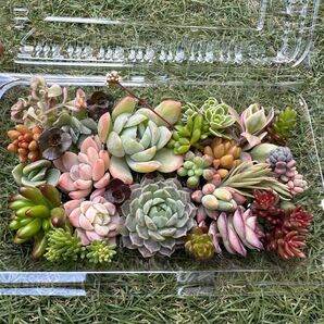 多肉植物 まとめ売り カット苗