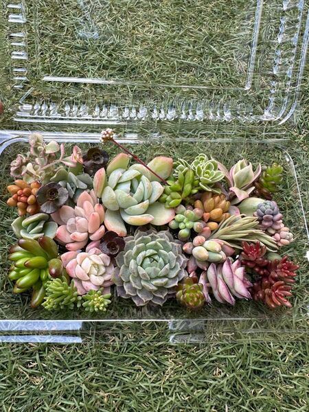 多肉植物 まとめ売り カット苗 寄せ植え用 韓国苗 セダム
