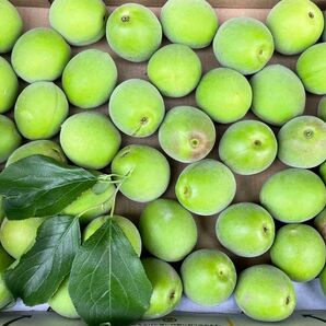 古城梅 正味1キロ