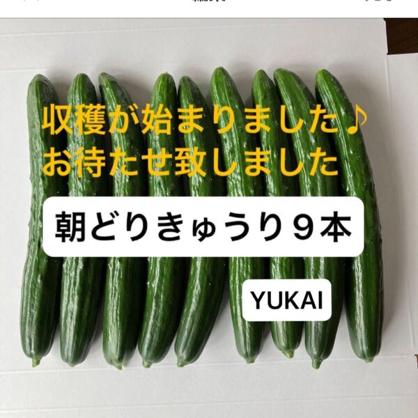 朝採りきゅうり 9本 きゅうり農家直送 ネコポス発送