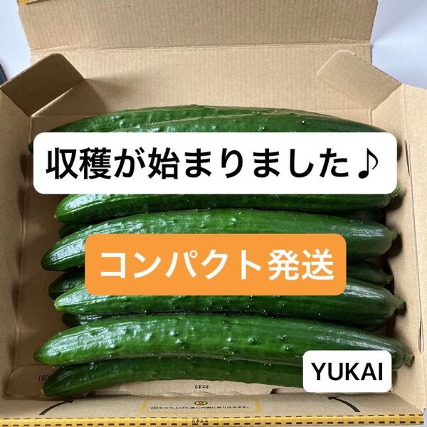 朝どりきゅうり 約1.3kg〜 きゅうり農家直送