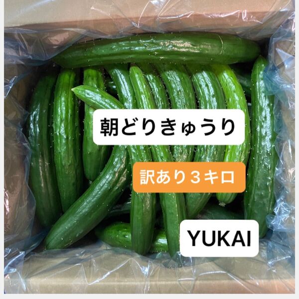 朝どりきゅうり 訳あり 箱込み3キロ