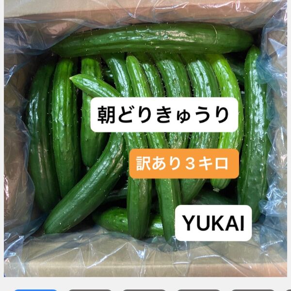 朝どりきゅうり 訳あり 箱込み3キロ