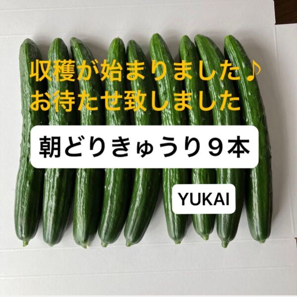 朝採りきゅうり 9本 きゅうり農家直送 ネコポス発送