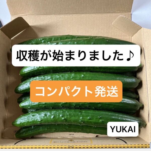 朝どりきゅうり 約1.3kg〜 きゅうり農家直送