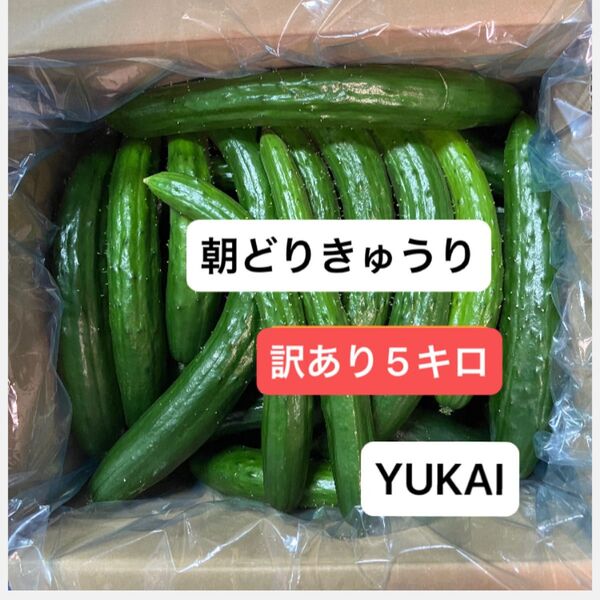 朝どりきゅうり 訳あり 箱込み5キロ以内