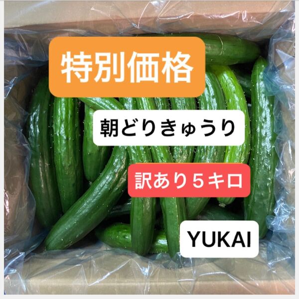 朝どりきゅうり 訳あり 箱込み5キロ以内 特別価格