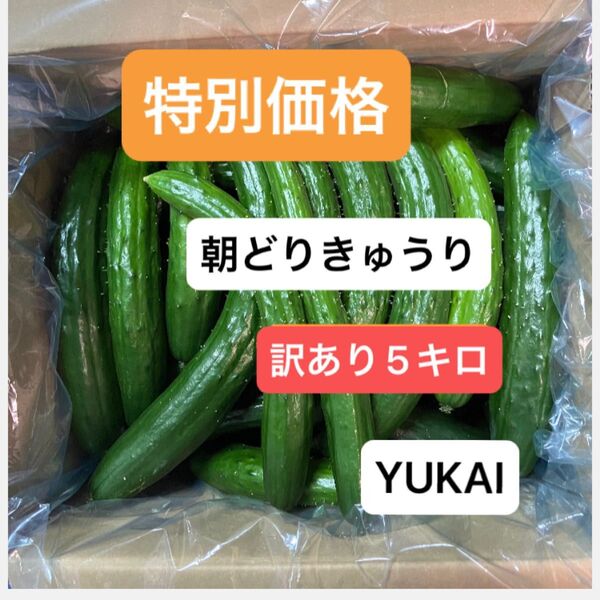 朝どりきゅうり 訳あり 箱込み5キロ以内