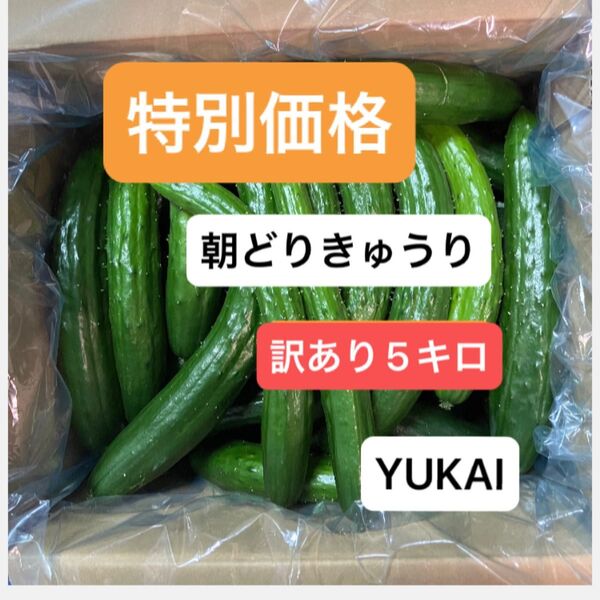 朝どりきゅうり 訳あり 箱込み5キロ以内