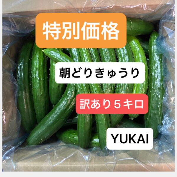 朝どりきゅうり 訳あり 箱込み5キロ以内