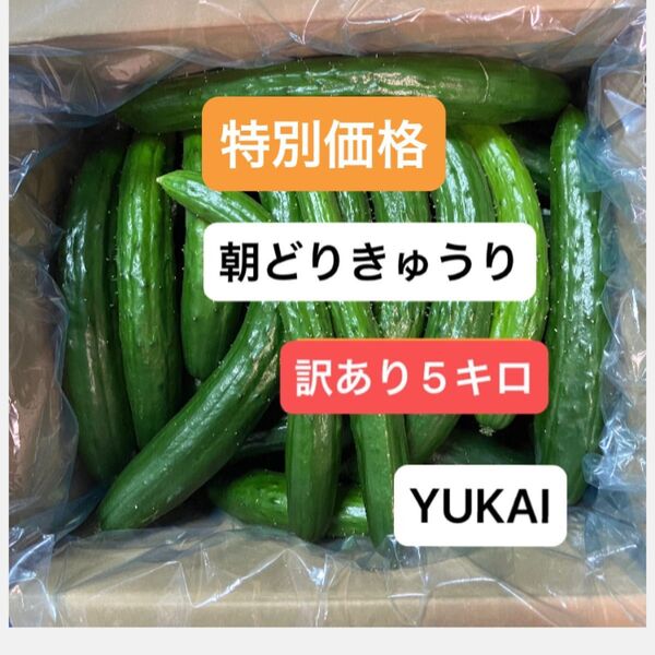 朝どりきゅうり 訳あり 箱込み5キロ以内