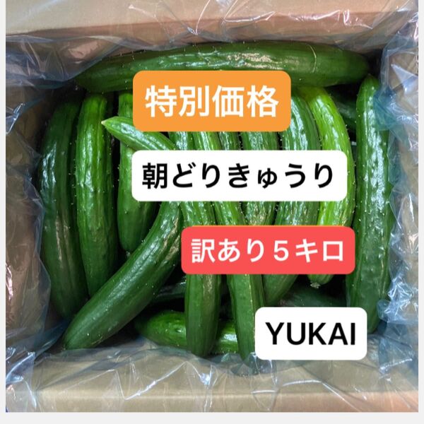 朝どりきゅうり 訳あり 箱込み5キロ以内