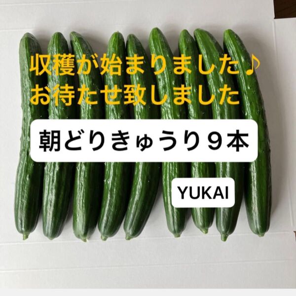 朝採りきゅうり 9本 きゅうり農家直送 ネコポス発送 特別価格
