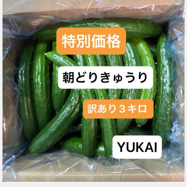 朝どりきゅうり 訳あり 箱込み3キロ