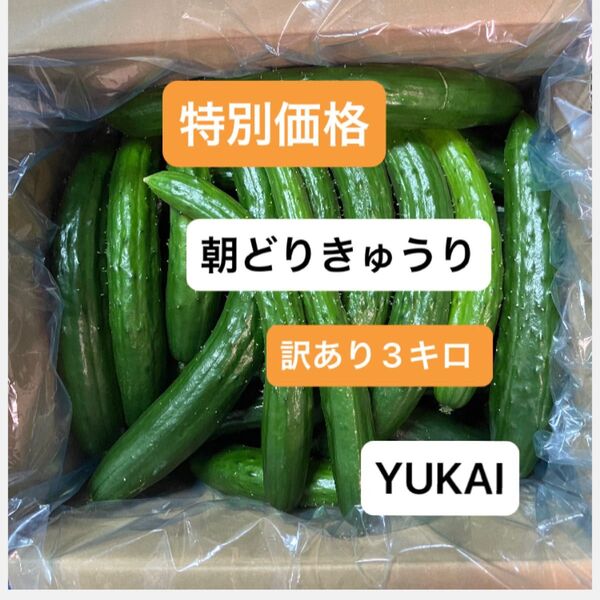 朝どりきゅうり 訳あり 箱込み3キロ