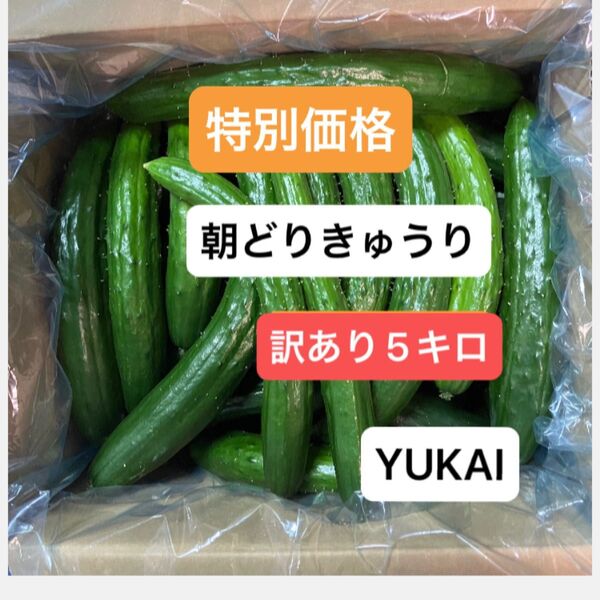 朝どりきゅうり 訳あり 箱込み5キロ以内
