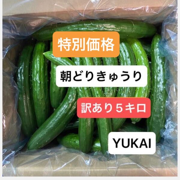 朝どりきゅうり 訳あり 箱込み5キロ以内