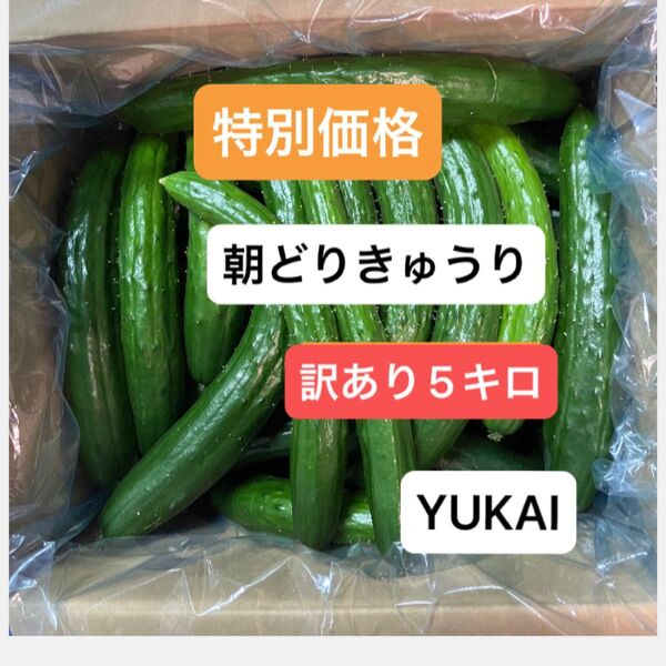朝どりきゅうり 訳あり 箱込み5キロ以内
