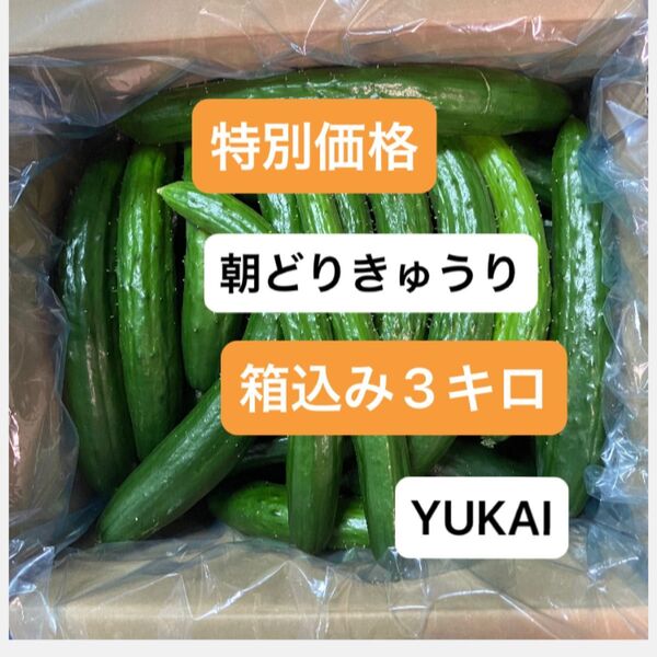 朝どりきゅうり 訳あり 箱込み3キロ