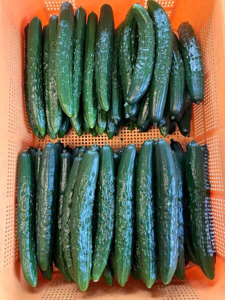 朝どりハウスきゅうり コンパクト発送 きゅうり農家直送