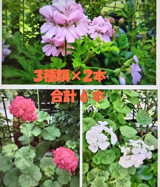 ゼラニウム ぺラルゴニウム 3種類×2本 合計6本 レッド(八重咲) ピンク(八重咲) ホワイト(一重咲)
