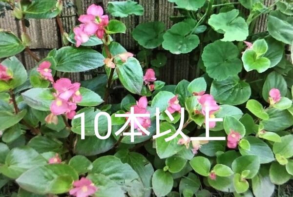 ベゴニア ピンク 10本以上 カット苗 根付き苗 挿し木用 株分け ②