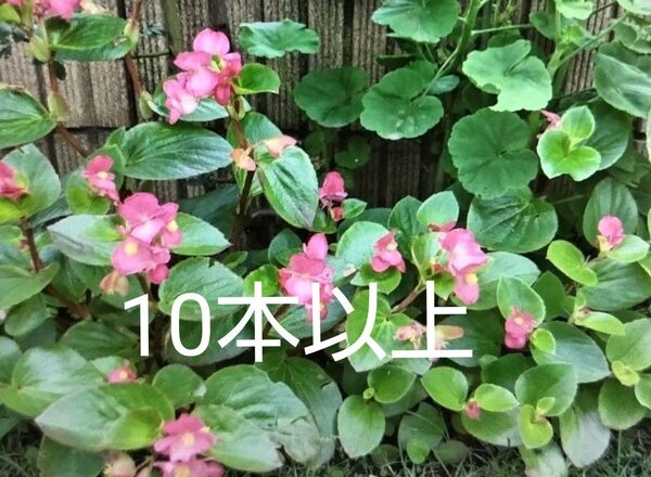 ベゴニア カット苗 根付き苗 株分け ピンク 10本