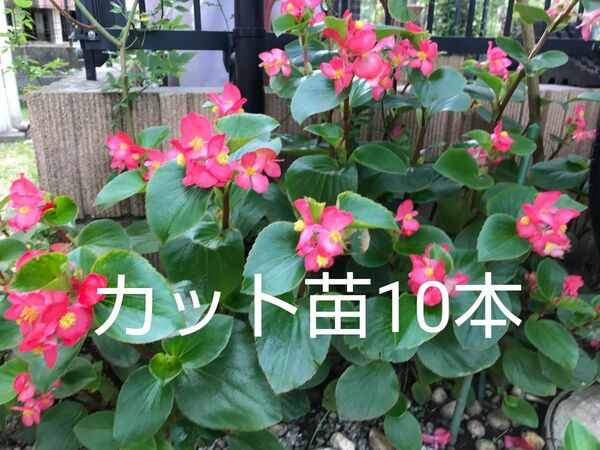 ベゴニア カット苗 根付き苗 10本挿し木用 ピンク