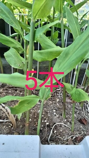 ミョウガの苗 5本 みょうがの苗 ミョウガ 苗 薬味 みょうが 家庭菜園 無農薬 茗荷