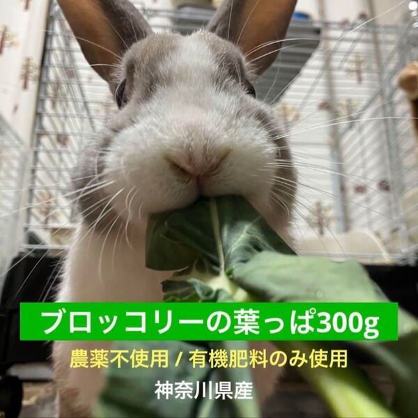 ブロッコリーの葉 小動物用おやつ 栽培期間中農薬不使用、有機肥料のみ うさぎ、チンチラ、ハムスターなどに!