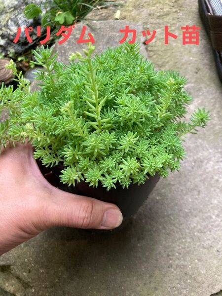 パリダム カット苗 多肉植物