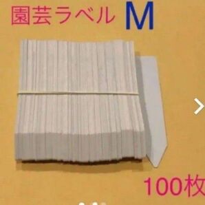 園芸ラベルM 100枚