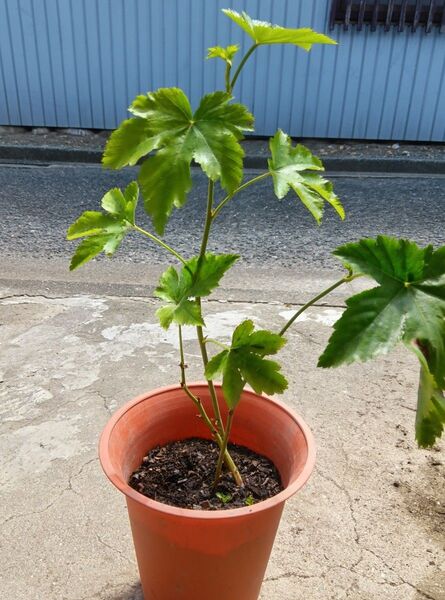 木苺 カジイチゴ 抜き苗