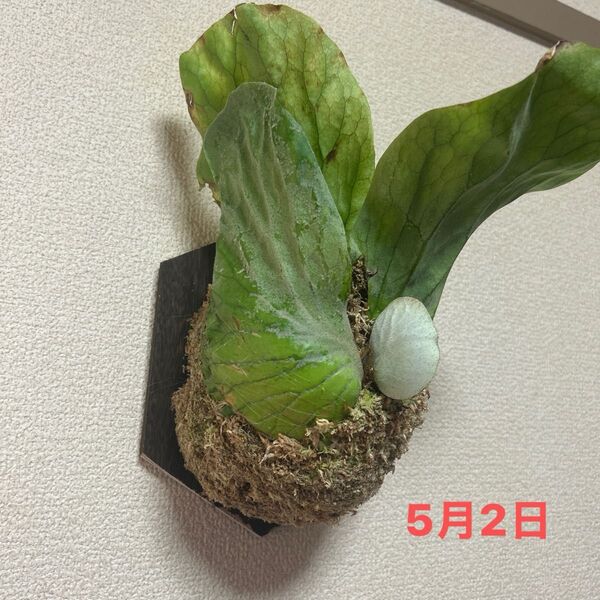 P. elephantotis ビカクシダ エレファントティス
