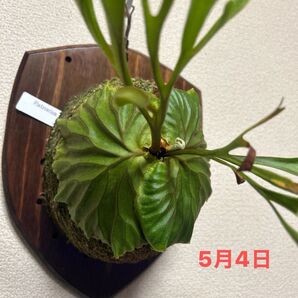 P.ridleyi WILD ボルネオ産 細葉
